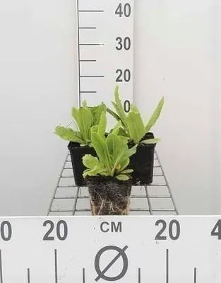 Zdjęcie produktu dla 6 x Primula dent. 'Alba' - pierwiosnek kulisty - doniczka 9 x 9 cm