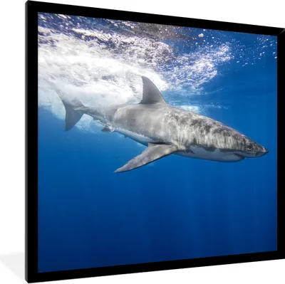 Produktbild von MuchoWow® Gerahmtes Poster Hai - Meer - Wasser 40x40 cm - Poster mit Schwarzem Bilderrahmen Wandposter Rahmen Foto Bilder - Mit Rahmen - Wanddekoration Schlafzimmer