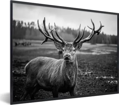 Produktbild von MuchoWow® Gerahmtes Poster Tiere - Hirsch - Geweih - Schwarz und weiß - Natur 40x30 cm - Poster mit Schwarzem Bilderrahmen Wandposter Rahmen Foto Bilder - Kunstposter - Wanddekorationen