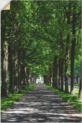 Produktbild von ARTland Wandbild, selbstklebend Allee in der Karlsaue in Kassel Größe: 80x120 cm