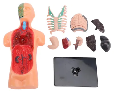 Obrázek produktu pro Lidské anatomické model, kosterní struktura, výukový materiál pro anatomii a fyziologii, určený pro studenty