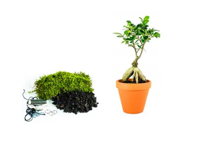Obrázok produktu pre Gardners Kokedama "Vyrob si sám" Ficus Microcarpa Ženšen (L)