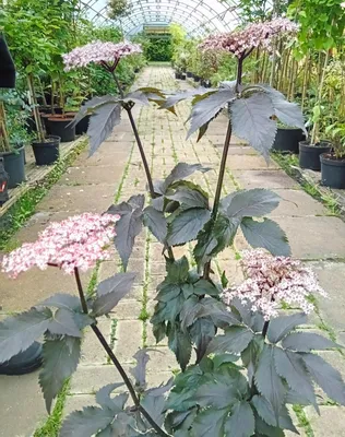 Produktbild von Schwarz roter Holunder Sambucus nigra Black Tower 125 - 150 cm Säulenholunder