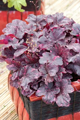 Produktbild von Heuchera micrantha 'Midnight Rose', Purpurglöckchen, rosa, ca. 11x11 cm Topf