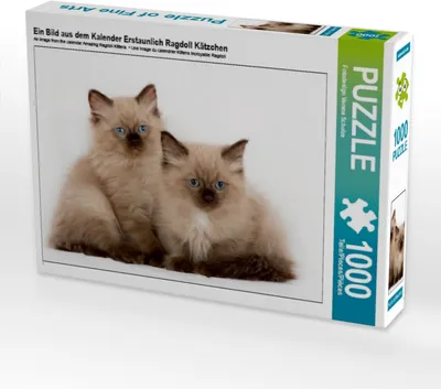 Produktbild von Calvendo Ein Bild aus dem Kalender Erstaunlich Ragdoll Kätzchen 1000 Teile Puzzle quer 640x480mm, Verena Scholze Fotodesign; 7386674