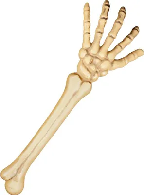 Produktbild von Skelett Arm ca. 46cm Halloween Dekoration