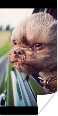 Produktbild von MuchoWow® Poster Hund - Auto - Tier 20x40 cm - Plakat - Foto