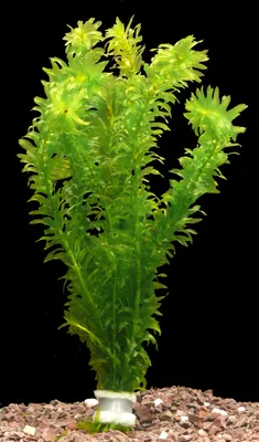 Produktbild von 10 Bund Wasserpest (Egeria Densa)