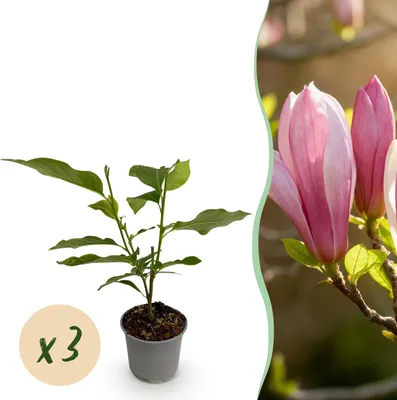 Productafbeelding van Magnolia Ricki - Bloem Rood - 3 Planten - Bladverliezend - Weinig Onderhoud - 30cm - Ø12cm - Tuinplant