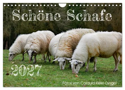 Produktbild von Schöne Schafe (Wandkalender 2027 DIN A4 quer), CALVENDO Monatskalender