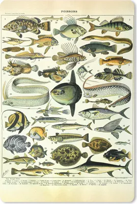 Produktbild von MuchoWow® Mauspad Mousepad Adolphe Millot - Kunst - Vintage - Fische - Tiere 18x27 cm - Mousepads - Maus Mat - Pad - Mausunterlage