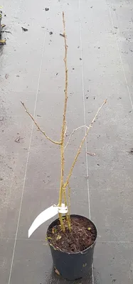 Image de Caragana arborescens / Acacia jaune