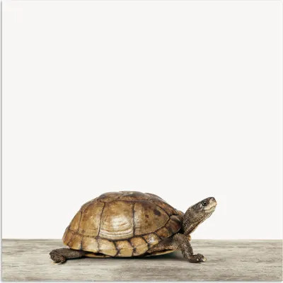 Produktbild von MuchoWow® Poster Schildkröte - Junge - Tiere - Kinder - Mädchen 75x75 cm - Wand Dekoration