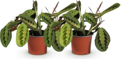 Productafbeelding van Maranta Fascinator Tricolour Gebetspflanze Pfeilwurz groen met rooden Adern 2