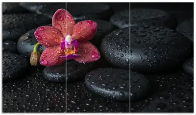 Produktbild von Wallario Herdabdeckplatte aus Glas, Größe 90 x 52 cm 3-teilig, Motiv Orchideen-Blüte auf schwarzen Steinen, benetzt mit Wasser-Tropfen