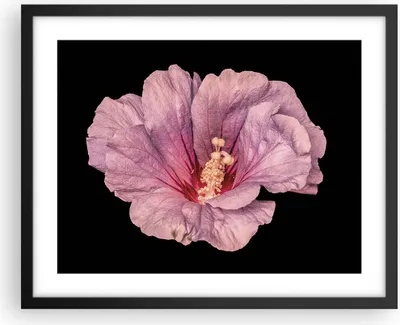 Produktbild von Gerahmtes Poster - Schwarzer Rahmen - Hibiskus Blume Rosa - 50x40 cm - Wand Bild - Wanddeko - Wandbilder - Kunstposter - Wandposter - Bilderrahmen - Bilder - Kunstdruck - P2BAA50x40-4481