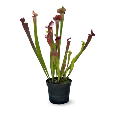 Image de Sarracenia oreophila - plante carnivore- plante d'extérieur - ↕ 50-60 cm - ⌀ 17 cm