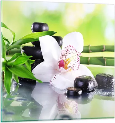 Produktbild von Bilder auf glas - blume orchidee - 40x40cm - Glasbilder - Wandbilder - Kunstdruck - zum Aufhängen bereit - Wanddekoration aus Glas - Glas Bilder - Wandbild auf Glas - Einteilig - GAC40x40-3659
