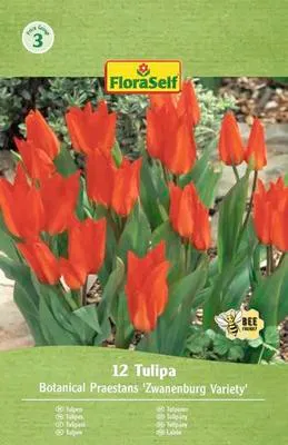 Obrázek produktu pro Tulipány FloraSelf 'Praestans Zwanenburg' 12 ks