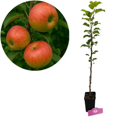 Produktbild von Malus domestica 'Fuji' Apfelbaum, 1,5 Liter Topf