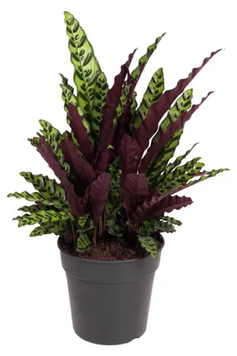 Zdjęcie produktu dla Kalatea Lancifolia - 60-70cm - Ø27cm - Roślina doniczkowa - Zimozielony