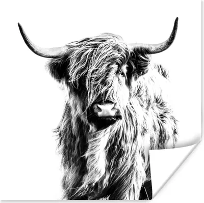 Produktbild von MuchoWow® Poster Schwarz und Weiß - Schottischer Highlander - Tiere 50x50 cm - Wohnzimmerdekoration