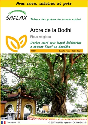 Image de SAFLAX Ensemble de culture - Arbre de la Bodhi - 100 graines - Ficus