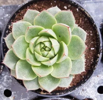 Image de Echeveria 'Gilva'