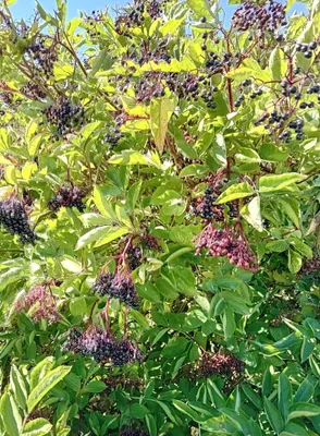 Produktbild von Schwarzer großfruchtiger Holunder Sambucus nigra Haschberg 60 - 80 cm