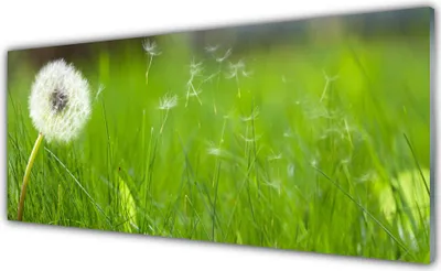 Produktbild von Küchenrückwand aus Glas 125x50cm Spritzschutz Pusteblume Gras Pflanzen