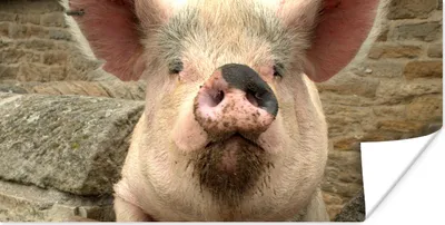 Produktbild von MuchoWow® Poster Schwein - Rosa - Tier 40x20 cm - Poster für die Wand - Poster Schlafzimmer