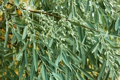 Produktbild von Russische Olive - 12 Samen