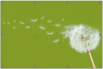 Produktbild von Wallario Outdoor-Poster für Garten oder Balkon, Motiv Pusteblume auf der Wiese mit fliegenden Samen, in ca. 100 x 150 cm