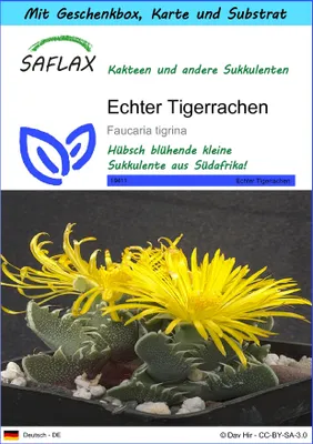 Produktbild von SAFLAX Geschenk Set - Echter Tigerrachen - Faucaria tigrina - 40 Samen - Mit Geschenkbox, Versandaufkleber, Geschenkkarte und Anzuchtsubstrat
