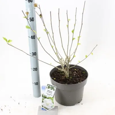 Produktbild von Hibiscus syriacus Little Legends White ('Woojeon'PBR)  - Garteneibisch | 40-45 cm im Topf