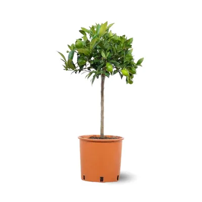 Image de Clémentinier - agrume méditerranéen - arbre fruitier - ↕ 75-85 cm - ⌀ 22 cm