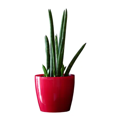 Produktbild von Blumentopf Pflanzkübel Pflanzgefäß Übertopf Kunststoff Glanz Rund rouge D 360 mm H 316 mm
