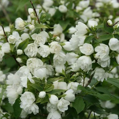 Obrázok produktu pre 2 x  Gartenjasmin  - Philadelphus 'Manteau D'Hermine'  | 40-50 cm v kontajneri