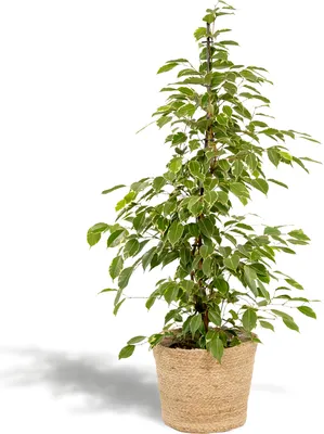 Produktbild von Hello Plants Ficus Benjamina Goldenking - Ø 21 cm Korb Selin - Höhe: 95 cm