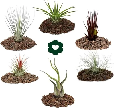 Produktbild von 6 verschiedene Tillandsien im Set