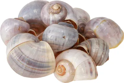 Zdjęcie produktu dla Naturalne dekoracyjne muszle ślimaków 1 kg - idealne do dekoracji morskich