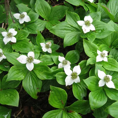 Immagine prodotto di 6 x Corniolo a tappeto - Cornus canadensis | Vaso 9cm x 9cm