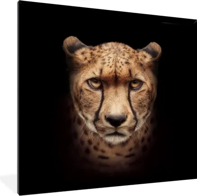 Produktbild von MuchoWow® MuchoWow® Gerahmtes Poster Gepard - Tiere - Schwarz 40x40 cm - Poster mit zchwarzem Bilderrahmen - Mit Rahmen - Wanddekoration Schlafzimmer