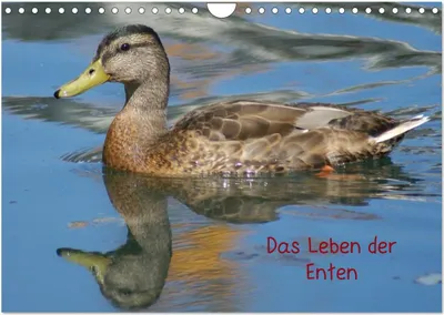 Produktbild von Das Leben der Enten (Wandkalender 2025 DIN A4 quer), CALVENDO Monatskalender