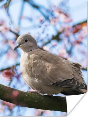 Produktbild von MuchoWow® Poster Vogel - Blumen - Taube - Blütenzweige - Rosa 120x160 cm - Wandbilder