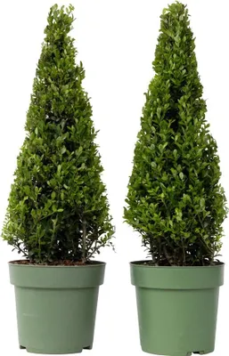 Zdjęcie produktu dla Ostrokrzew bukszpanowy - 2 szt - Ilex crenata 'Jenny' - W55-65cm - ⌀21cm