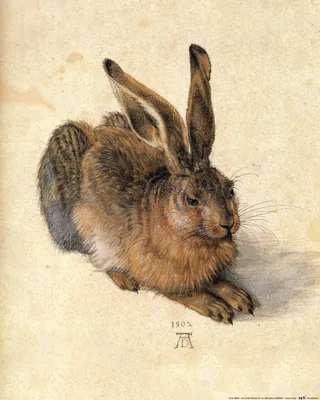 Produktbild von Albrecht Dürer Kunstdruck Bild - Junger Feldhase, 1502 (50 x 40 cm)