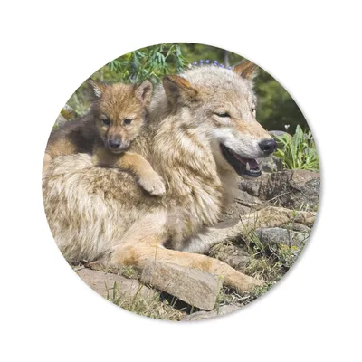 Produktbild von MuchoWow® Mauspad Mousepad Wolf - Jungtier - Tier 20x20 cm - Mousepads - Maus Mat - Pad - Mausunterlage - Schreibtischmatte