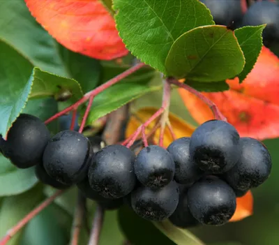 Produktbild von Dehner Schwarze Apfelbeere Nero, Aronia melanocarpa, ca. 40-60 cm exkl. Pflanztopf, 3 l Topf, Beerenstrauch