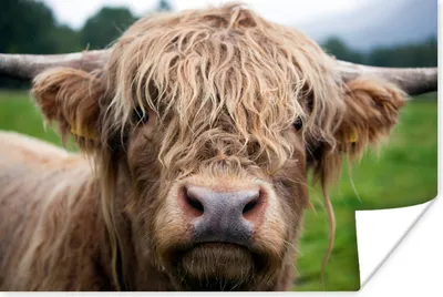 Produktbild von MuchoWow® Poster Schottische Highlander-Kuh - Landschaft - Nahaufnahme 120x80 cm - Bilder
